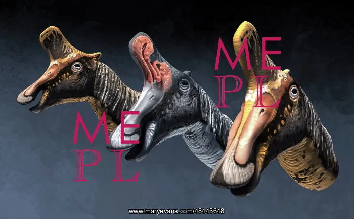 : Nasal pasages of Lambeosaurus lambei : Nasal pasages of Lambeosaurus lambei
