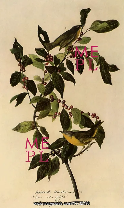  : Nashville Warbler