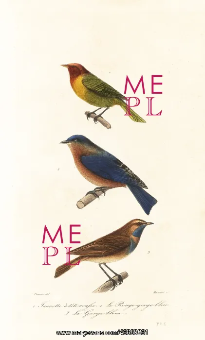 : Nashville warbler, eastern bluebird and bluethroat : Nashville warbler, eastern bluebird and bluethroat