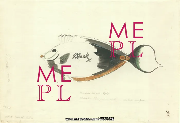 : Naso lituratus, orangespine unicornfish : Naso lituratus, orangespine unicornfish