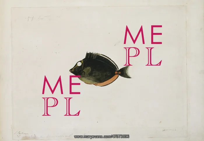 : Naso lituratus, orangespine unicornfish : Naso lituratus, orangespine unicornfish
