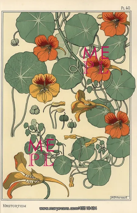 : Nasturtium botanical study : Nasturtium botanical study