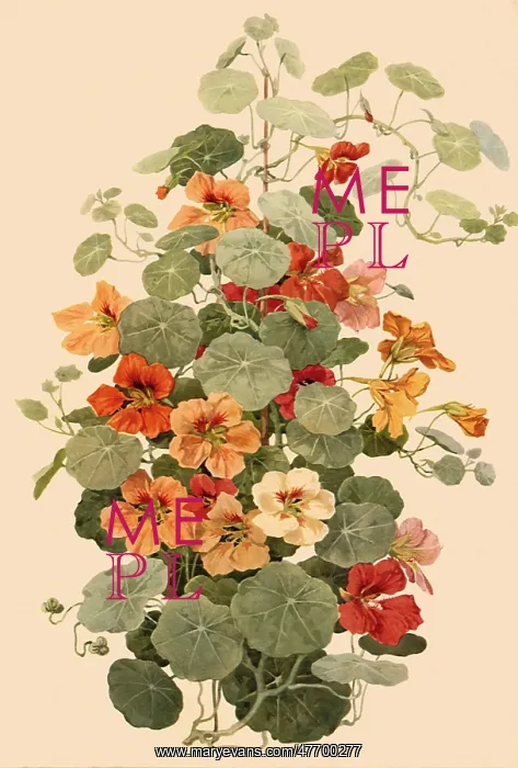 : Nasturtium Flowers and Leaves : Nasturtium Flowers and Leaves