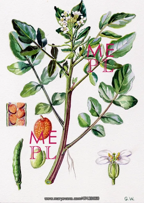  : Nasturtium officinale