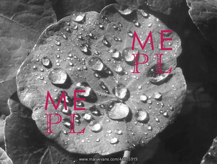  : NASTURTIUM RAINDROPS