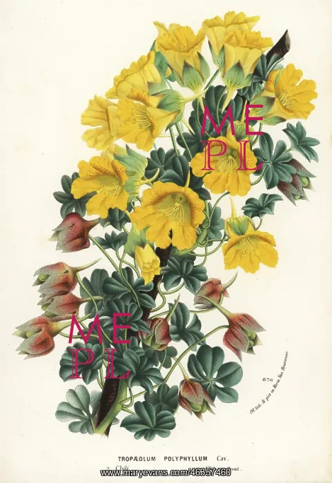 : Nasturtium variety, Tropaeolum polyphyllum : Nasturtium variety, Tropaeolum polyphyllum