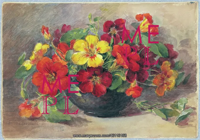  : Nasturtiums