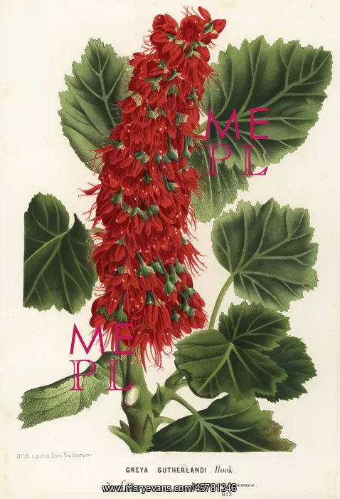 : Natal bottlebrush, Greyia sutherlandii : Natal bottlebrush, Greyia sutherlandii