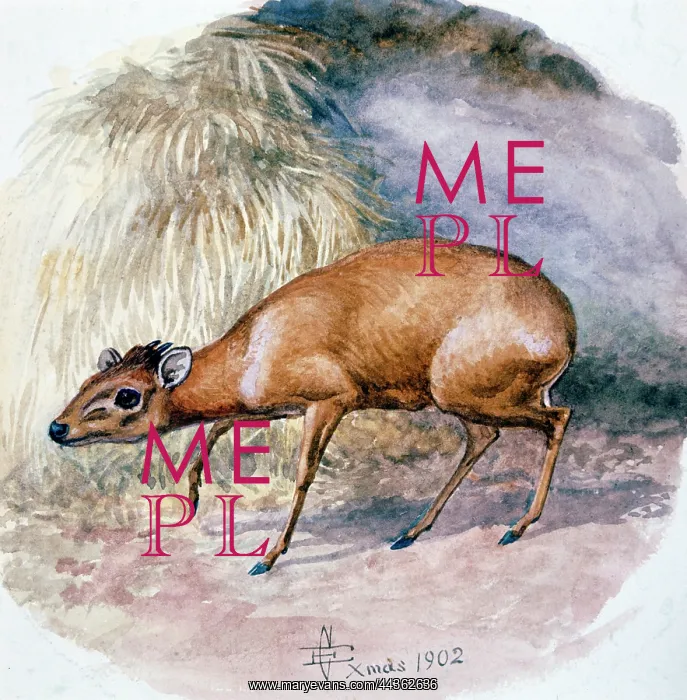 : Natal Duiker, 1902 : Natal Duiker, 1902