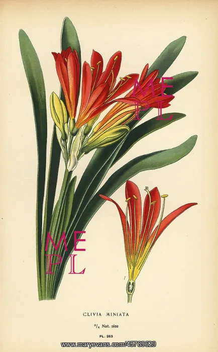 : Natal lily, Clivia miniata : Natal lily, Clivia miniata