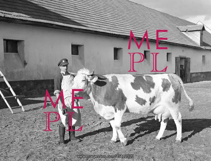 : Nationalized farmhouse - cow : Nationalized farmhouse - cow