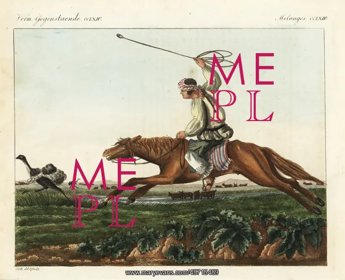 : Native American gaucho on horseback using : Native American gaucho on horseback using