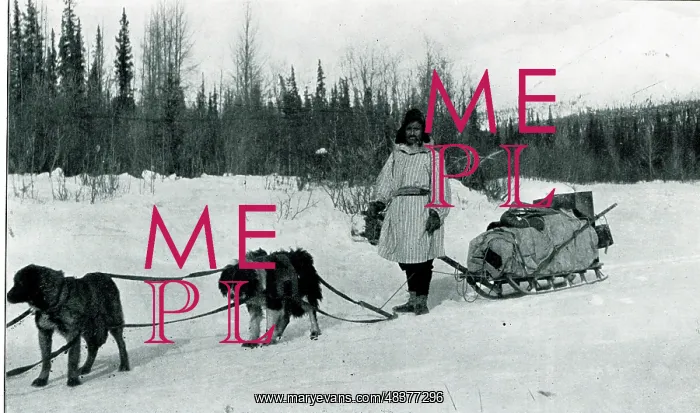 : Native American Indian with dog sleigh : Native American Indian with dog sleigh