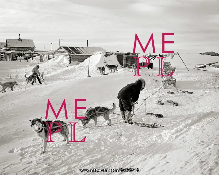: Native American Indian Men Hitching Up Malamute : Native American Indian Men Hitching Up Malamute