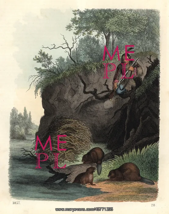 : Native American man watching beavers, Castor : Native American man watching beavers, Castor