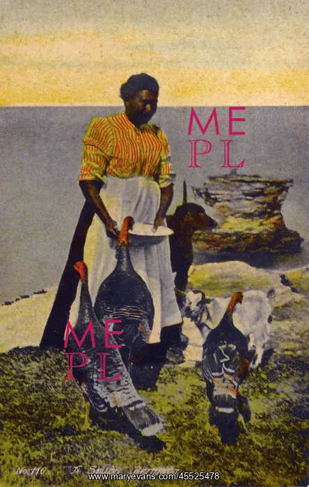 : Native Bermudian feeding her flock of turkeys : Native Bermudian feeding her flock of turkeys
