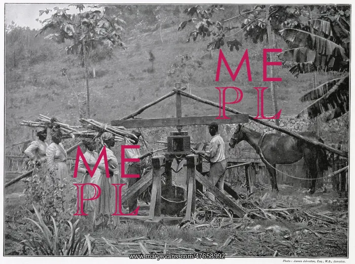 : Native Cane Mill, Jamaica : Native Cane Mill, Jamaica