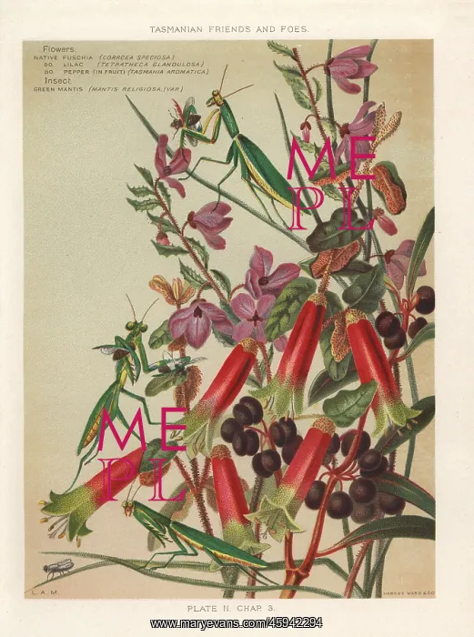 : Native fuchsia, lilac and pepper : Native fuchsia, lilac and pepper