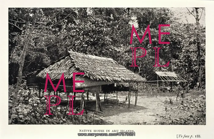 : Native house in Aru : Native house in Aru