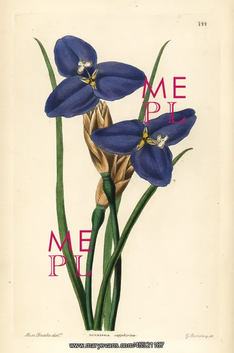 : Native iris, Patersonia occidentalis : Native iris, Patersonia occidentalis
