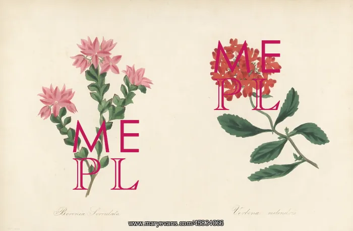: Native rose and Peruvian mock vervain : Native rose and Peruvian mock vervain