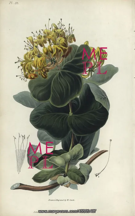 : Native yellow honeysuckle, Lonicera flava : Native yellow honeysuckle, Lonicera flava