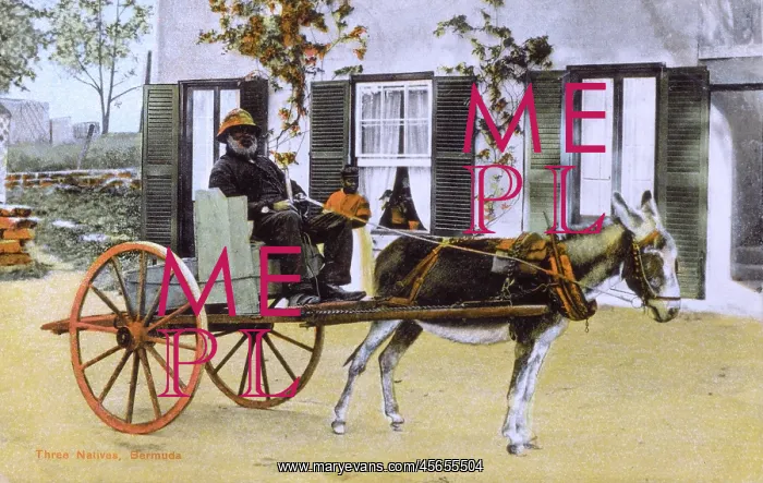 : Three Natives of Bermuda : Three Natives of Bermuda