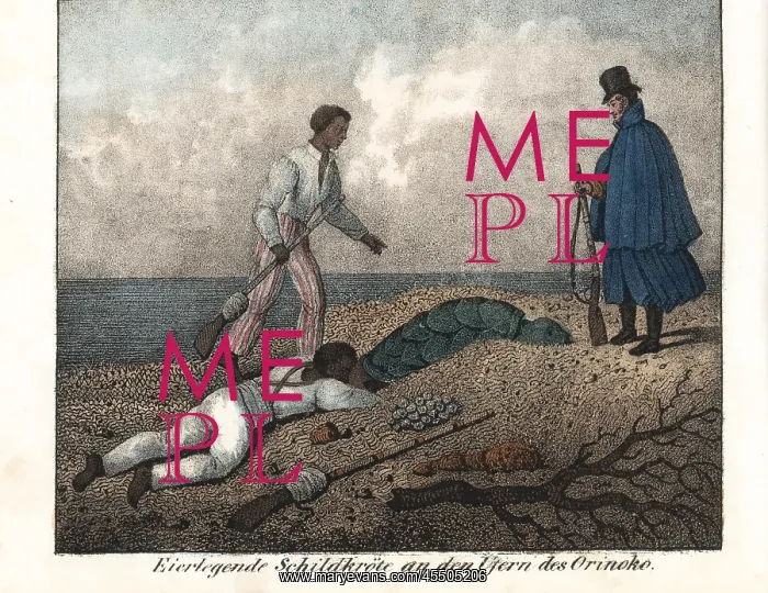 : Natives collecting turtle eggs on the banks : Natives collecting turtle eggs on the banks