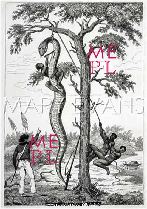 : Natives stringing up a Boa Constrictor : Natives stringing up a Boa Constrictor