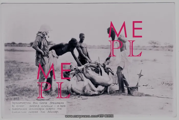 : Three natives tying a gazelle carcass for transportation : Three natives tying a gazelle carcass for transportation
