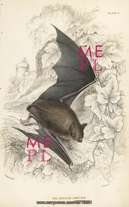 : Natterer's bat, Myotis nattereri : Natterer's bat, Myotis nattereri