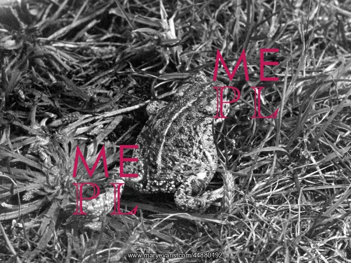  : NATTERJACK TOAD