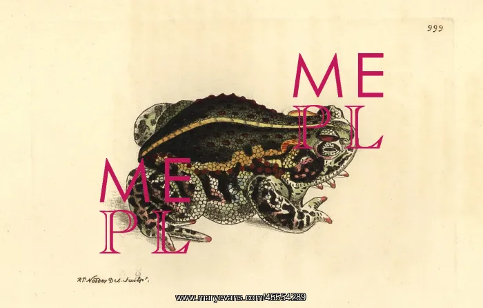 : Natterjack toad, Epidalea calamita : Natterjack toad, Epidalea calamita