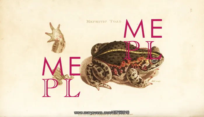 : Natterjack toad, Epidalea calamita : Natterjack toad, Epidalea calamita