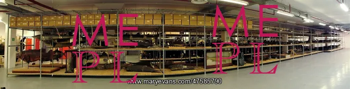 : Natural History Museum storeroom : Natural History Museum storeroom