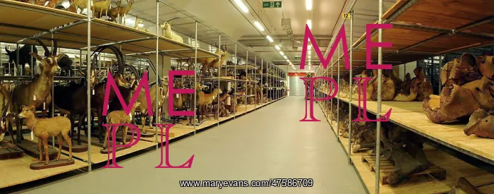 : Natural History Museum Storeroom : Natural History Museum Storeroom