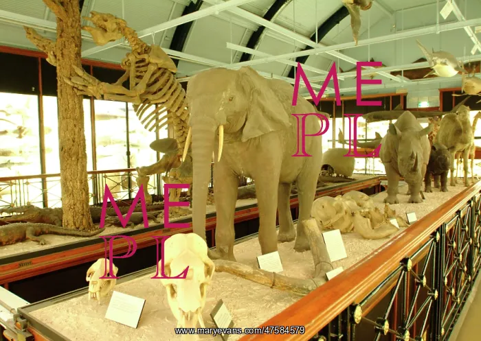 : The Natural History Museum at Tring : The Natural History Museum at Tring