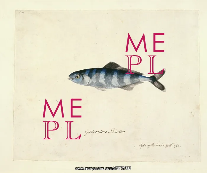 : Naucrates ductor, pilotfish : Naucrates ductor, pilotfish