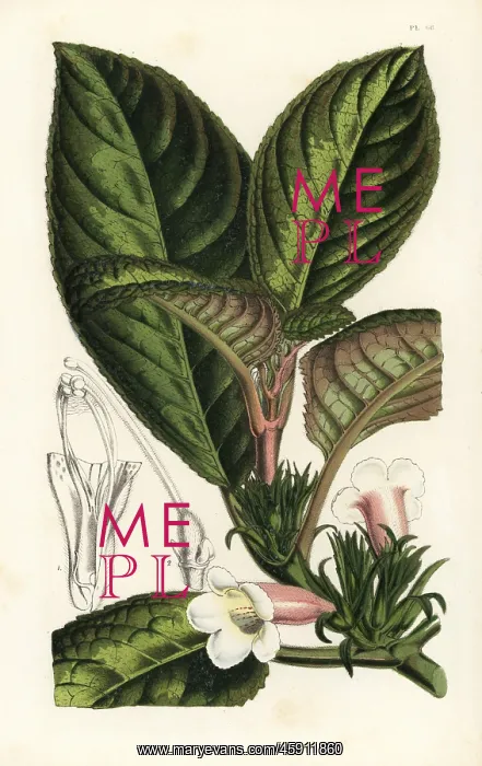 : Nautilocalyx pictus : Nautilocalyx pictus