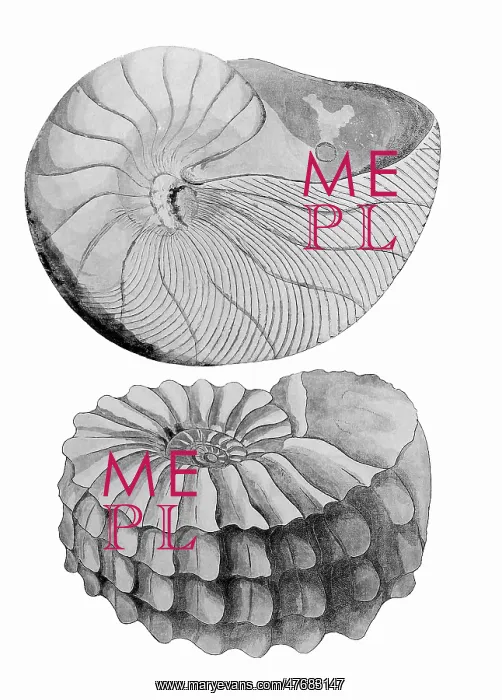 : Nautilus and Ammonite : Nautilus and Ammonite