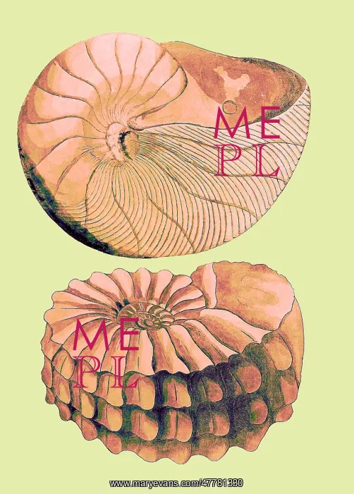 : Nautilus and Ammonite : Nautilus and Ammonite