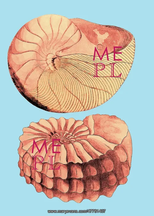 : Nautilus and Ammonite : Nautilus and Ammonite