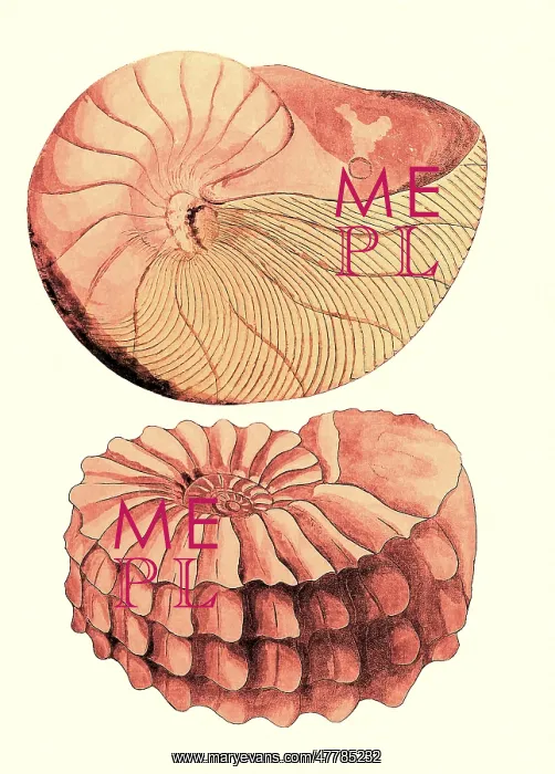 : Nautilus and Ammonite : Nautilus and Ammonite