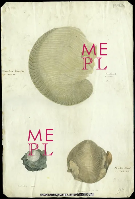 : Nautilus and bivalves : Nautilus and bivalves