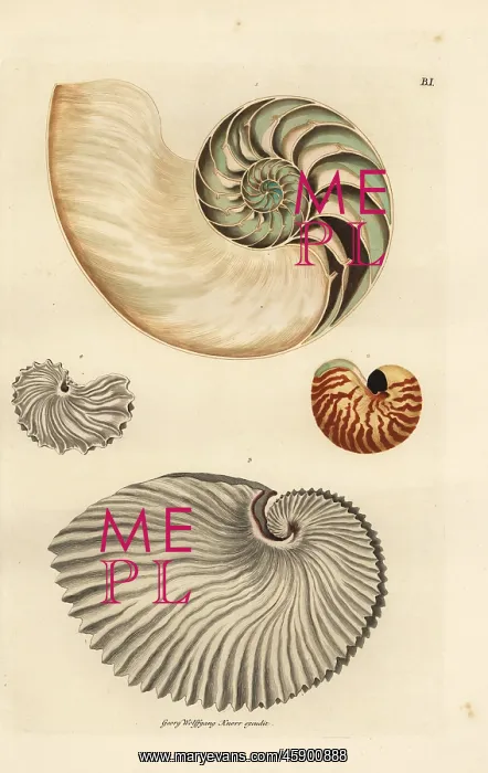 : Nautilus, Nautilus pompilius, and greater : Nautilus, Nautilus pompilius, and greater