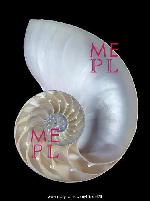 : Nautilus pompilius, common nautilus : Nautilus pompilius, common nautilus