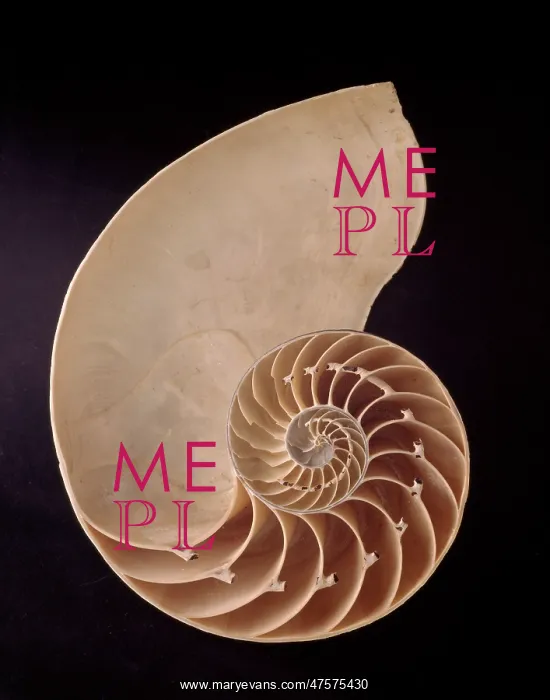 : Nautilus pompilius, common nautilus : Nautilus pompilius, common nautilus