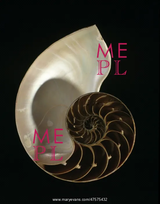 : Nautilus pompilius, common nautilus : Nautilus pompilius, common nautilus