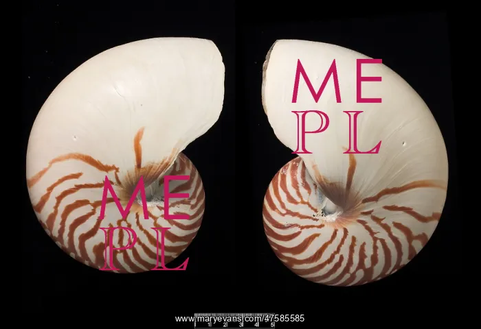 : Nautilus pompilius, common nautilus : Nautilus pompilius, common nautilus