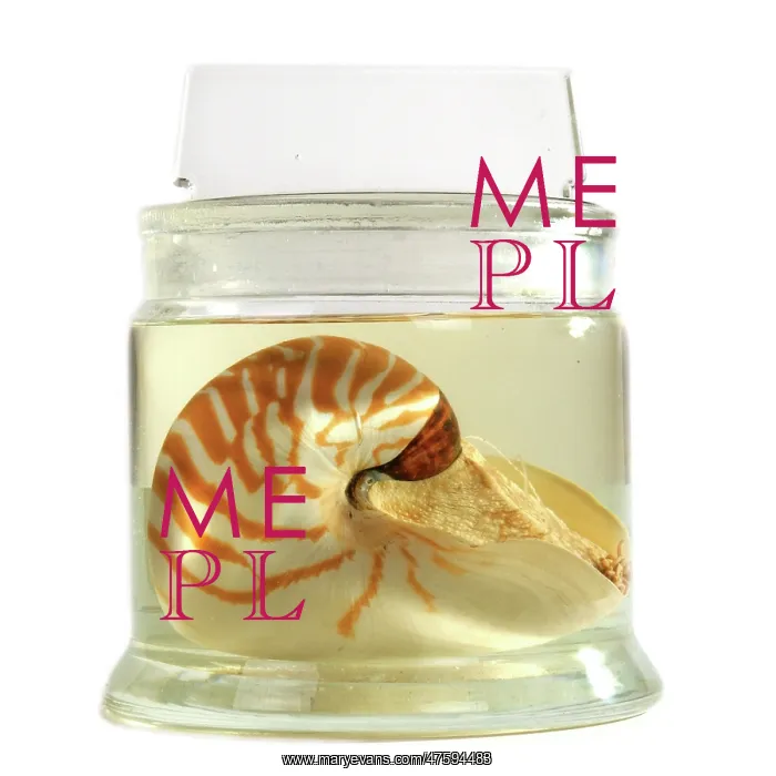 : Nautilus pompilius, common nautilus : Nautilus pompilius, common nautilus